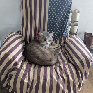 保護猫の里親募集