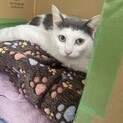 前髪ぱっつん（？）が可愛いママ猫さん