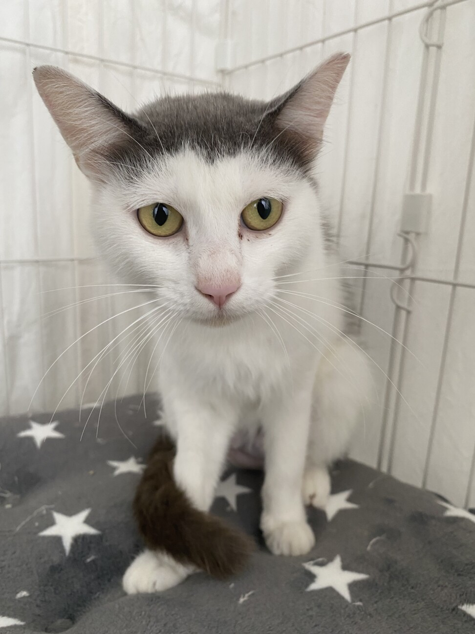 いっしょにおでかけ♪ぱっつん前髪グレー×白猫さんのあみぐるみ