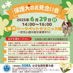 愛知県一宮市　シークペットクリニック様　 保護犬のお見合い会