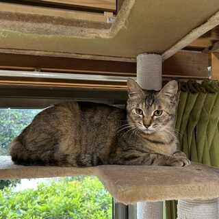 工業地帯からレスキュー　人も猫も好き　ルルちゃん
