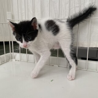 元気いっぱい子猫ちゃん・男の子