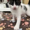 元気いっぱい子猫ちゃん・男の子 サムネイル2