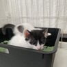 元気いっぱい子猫ちゃん・男の子 サムネイル3