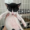 元気いっぱい子猫ちゃん・男の子 サムネイル4