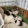 元気いっぱい子猫ちゃん・男の子 サムネイル5