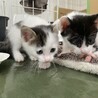 元気いっぱい子猫ちゃん・男の子 サムネイル6