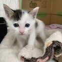 つぶらな瞳の子猫ちゃん・女の子