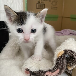 つぶらな瞳の子猫ちゃん・女の子