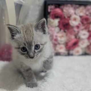 面会ご希望の方が多い為募集一時停止です！！