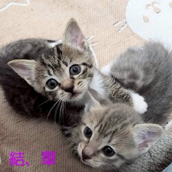 in江南市☆子猫祭り☆保護猫をオウチに迎えよう☆2025年6月8日（日）～ちーむにゃいんず