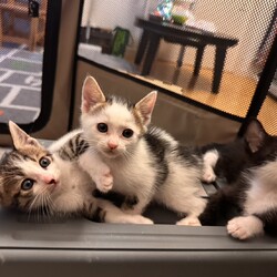 in名古屋市☆子猫祭り☆保護猫をオウチに迎えよう☆2025年6月8日（日）～ちーむにゃいんず