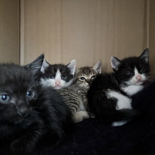 里親さん募集！子猫3匹！白黒ハチワレ２匹　黒猫１匹