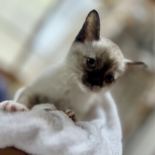 シャムミックスの「おこいちゃん」です。