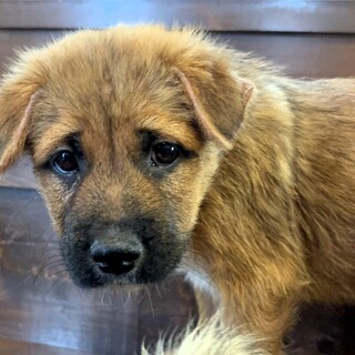 困った顔でこちらを見る表情が可愛い「ひかり」