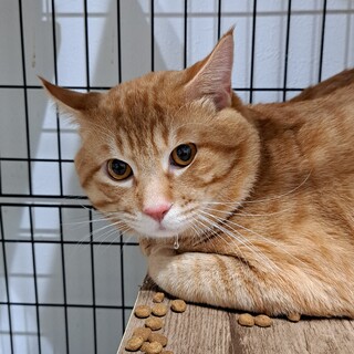 エイズ陽性なので一匹飼いが可能なお宅へ