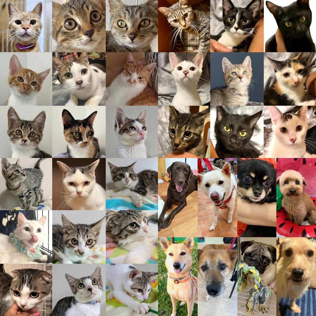 「第10回「犬猫みんなの譲...」（call my name!のイベント #25958） :: ペットのおうち【里親決定30万頭！】