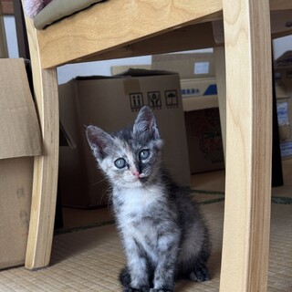 甘えん坊で元気いっぱいのサビ子猫ちゃん♀