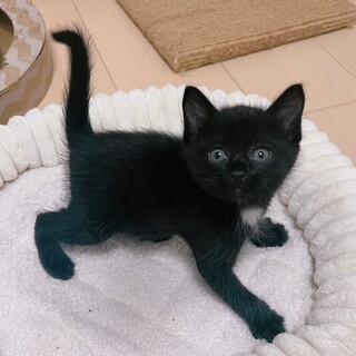 かわいさ満点！元気いっぱい！★黒猫子猫★スンくん