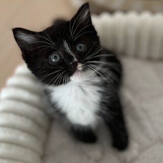 かわいさ満点！元気いっぱい★黒白子猫★ノワちゃん