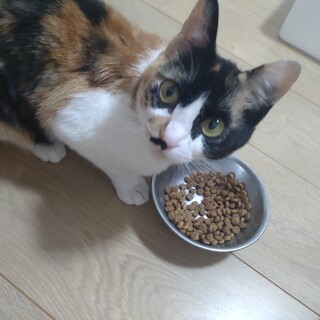 メス☆ミケ☆1歳位☆人馴れしてます☆