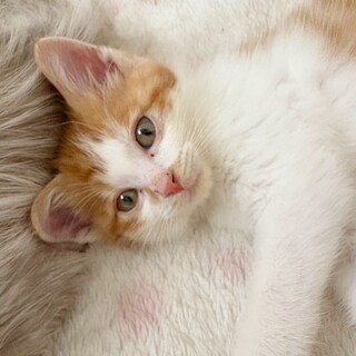 甘えん坊な可愛い子猫