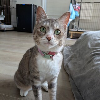 トライアル決定！人が好きすぎて独占欲強め