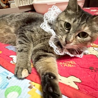 甘えん坊な♡ラピちゃん