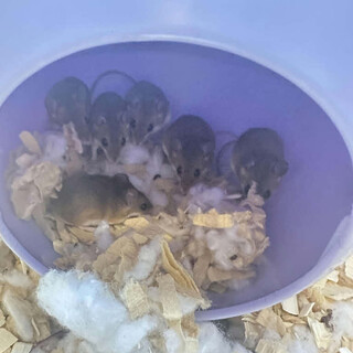 アフリカチビネズミの里親募集