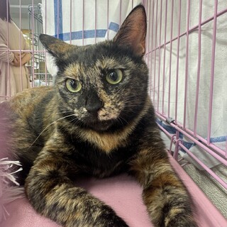 6/8幕張ෆ⃛人馴れ抜群ෆ⃛しっぽちゃん