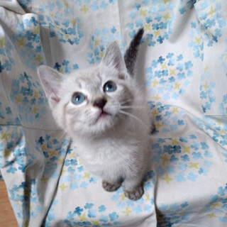 なれなれのシャム系雑種ブルーアイ『わたる』くん