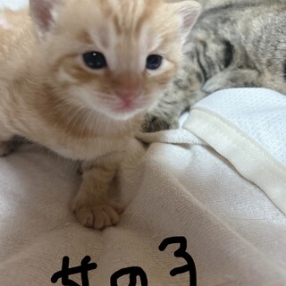 里親決まりました