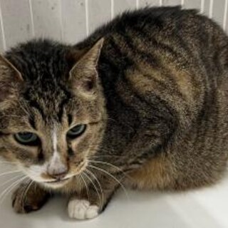 再び飼い猫として　延長なし　収容期限6/9朝迄