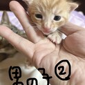 里親募集中
