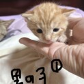 里親募集中