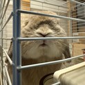 うさぎ　3歳　オス　