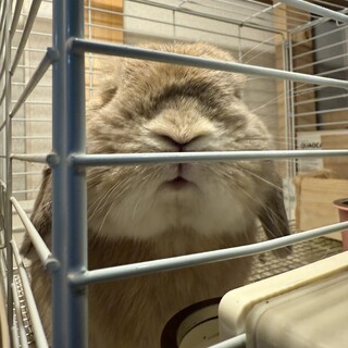 うさぎ　3歳　オス　
