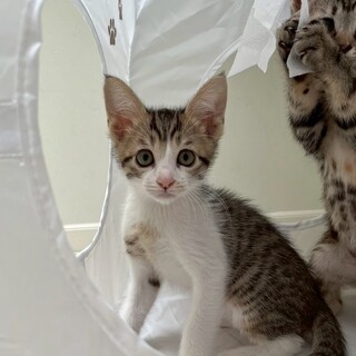 6/8幕張ෆ⃛人懐っこい4兄妹ෆ⃛ターボくん