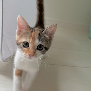 6/8幕張ෆ⃛人懐っこい4兄妹ෆ⃛アラレちゃん