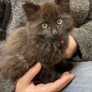 ハチワレ、チャコグレーの兄妹の里親様を募集します