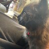 ハチワレ、チャコグレーの兄妹の里親様を募集します サムネイル3