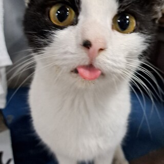 家族が見つかりました!ありがとうございました!