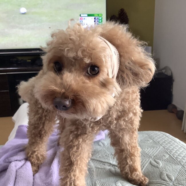 犬里親さん探し『絆』のカバー写真