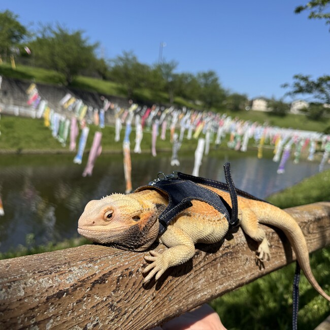 shocopanのカバー写真