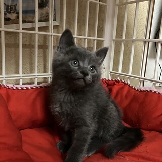 可愛いロシアンブルー風子猫
