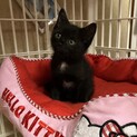 愛くるしい黒猫1ヶ月