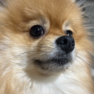 琥(こう)くん！ポメラニアン 2歳 オスです