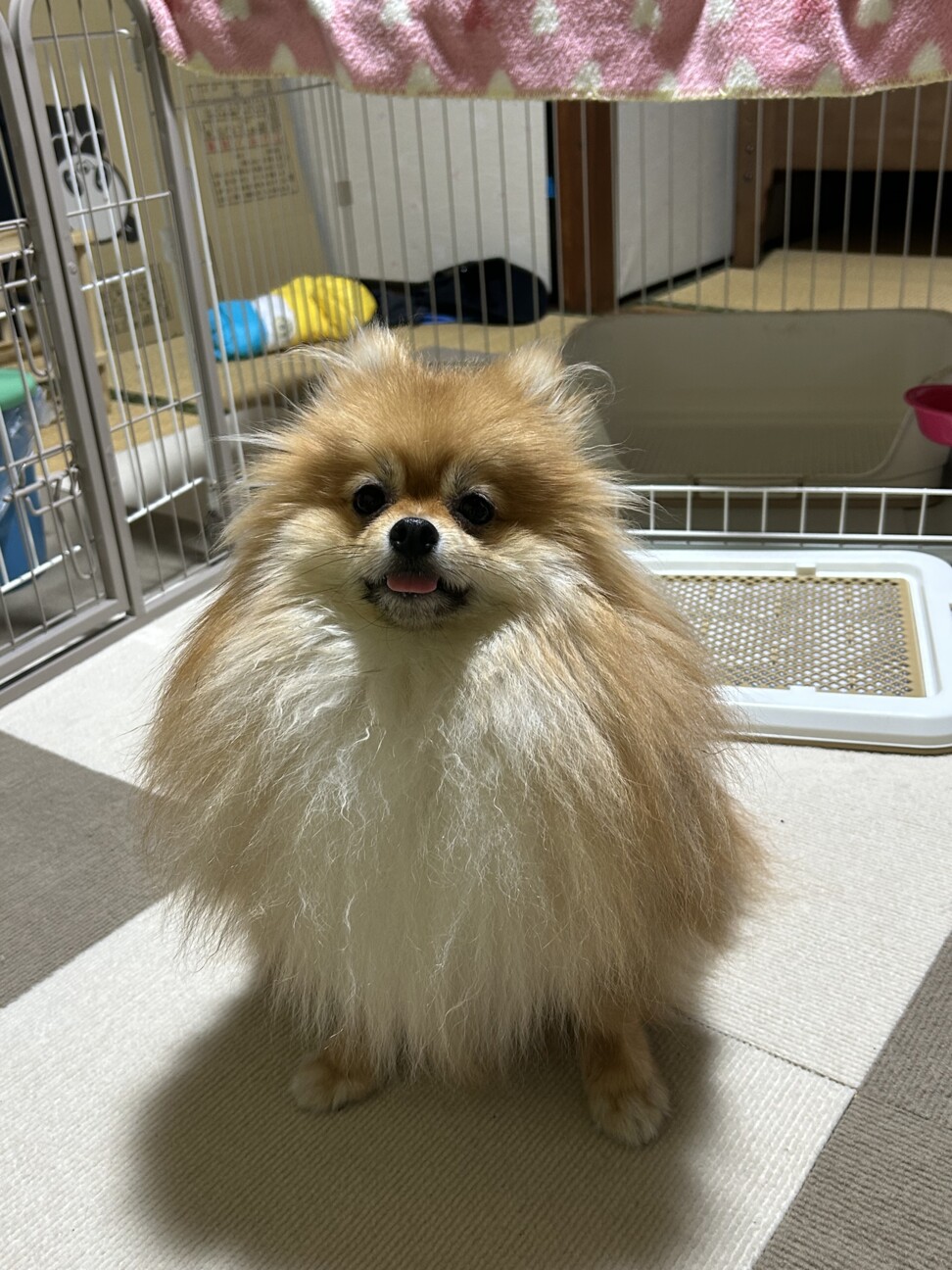 琥(こう)くん！ポメラニ」京都府 - 犬の里親募集(516623) 6枚目の