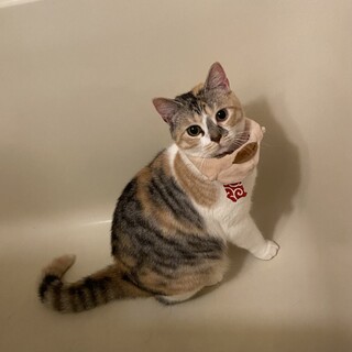 元気いっぱいな女の子！わーさん！！里親募集中です。