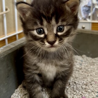 黒トラの保護猫里親募集情報 :: ペットのおうち【里親決定29万頭！】